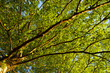 tree green leaves and branches against the sky on the nature