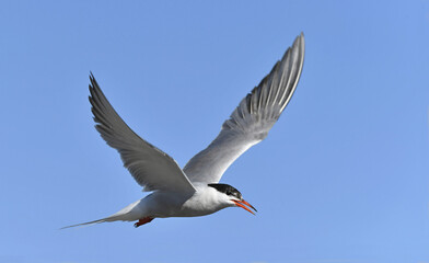 Wall Mural - Adult common tern with open beak in flight on the blue sky background. Scientific name: Sterna hirundo. Ladoga Lake. Russia.