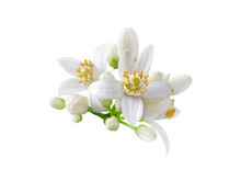 Orange Tree White Flowers And Buds Bunch Isolated On White