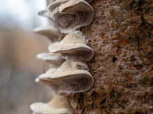 Mushroom On A Tree Trunk Close-up.