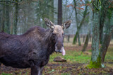 Fototapeta  - a large female moose loosens its tongue