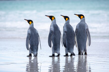A Waddle, Group Of Four King Penguins On The Beach At Volunteer Point, Falkland Islands