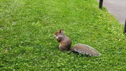 Wall Mural - Squirrel with brown fur on a green lawn. Slow motion