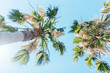 View from below of palm trees