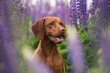 Close-up portrait of a Hungarian vizsla among purple flowers on a cloudy spring day. Dog emotions. Lupin field
