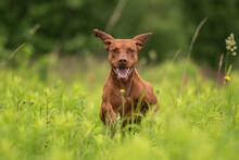 A Muscular Hungarian Vizsla Dog Running Across A Green Field On A Cloudy Spring Day. Paws In The Air. The Mouth Is Open.