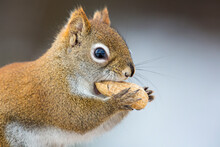 Closeup Of Red Squirrel Eating A Peanut
