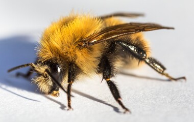 Wall Mural - bumblebee insect isolated on the white background