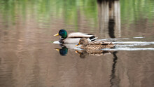 A Pair Of Mallard Ducks Swimming Across A Reflective Pond.