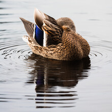 Female Mallard Duck Preening Her Back Wings On A Reflective Pond.