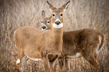 Two White-tailed Deer (Odocoileus Virginianus)in The Wild