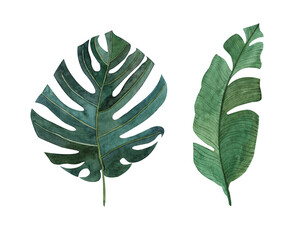  a set of tropical green leaves of monstera, painted in watercolor. Handmade design elements are suitable for creating invitations, greeting cards and backgrounds