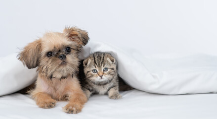 Canvas Print - Brussels griffon puppy and tiny kitten sit together under warm blanket on a bed at home and looks at camera. Empty space for text