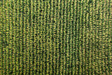 Fototapeta Do pokoju - Corn field in aerial view at evening consist of corn or maize, leaf, soil and row of plant. That is vegetable to plantation, production and growth on ground in agricultural farm, wait for harvest.