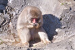 寂しそうに背中を丸めてうずくまる日本猿