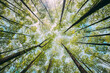 © Grigory Bruev - Looking Up In Beautiful Pine Deciduous Forest Trees Woods Canopy. Bottom View Wide Angle Background. Greenwood Forest. Trunks And Branches With Fresh Spring Lush