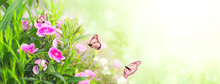 Spring Sunny Background With Pink Carnation (Dianthus Caryophyllus) Flowers And Monarch Butterflies