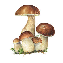 Group Boletus Edulis Mushroom With Brown Hat (cep, Porcini, King Bolete, Penny Bun). Edible Wild Mushroom. Watercolor Hand Drawn Painting Illustration Isolated On A White Background.