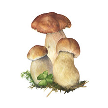 Three Boletus Edulis Mushroom With Brown Hat (cep, Porcini, King Bolete, Penny Bun). Edible Wild Mushroom. Watercolor Hand Drawn Painting Illustration Isolated On A White Background.