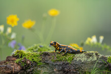 Fire Salamander, Salamandra Salamandra, Looking Sideways From A Moss Covered Tree In Forest. Patterned Toxic Animal With Yellow Spots And Stripes In Natural Habitat.