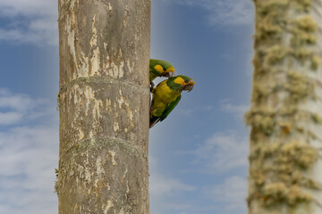 Wall Mural - Loro Orejiamarillo Yellow-eared Parrot Ognorhynchus icterotis columbia.