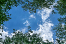 Looking Up At The Blue Sky And Clouds Framed By Treetops.