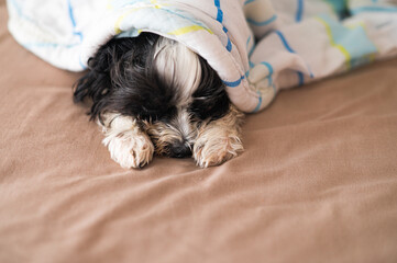 Wall Mural - Portrait of tired dog sleeping on bed