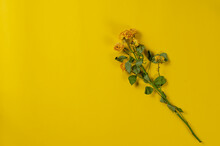 Yellow Flowers On A Yellow Background. Fading Roses.