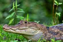 Spectacled Caiman (Caiman Crocodilus) Or Common Caiman, Crocodilian Reptile Found In Refugio De Vida Silvestre Cano Negro, Costa Rica Wildlife