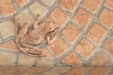 Common Tree Frog Perching On The Wall
