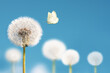© Soho A studio - White dandelions with flying butterfly on blue sky background. Copy space