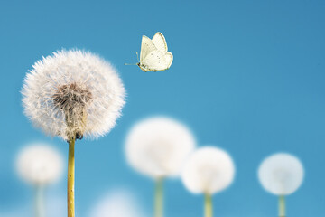 Wall Mural - white dandelions with flying butterfly on blue sky background. copy space