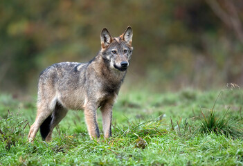 Wall Mural - Grey wolf ( Canis lupus ) close up