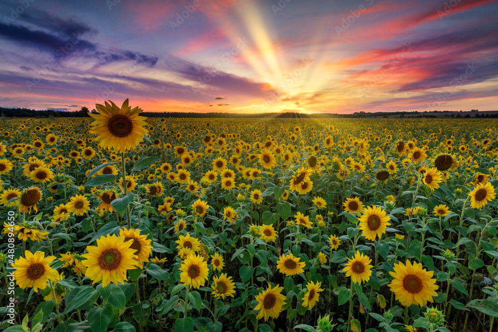 Beautiful sunset over sunflowers field Stock Photo | Adobe Stock