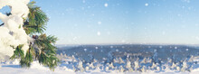 Panoramic Nature Winter Snow Landscape  Background With Snowy Frozen Pine Tree, Pine Cone, Blue Sky And Snowflakes