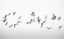 Pájaros Volando