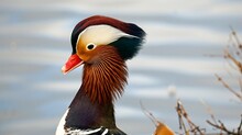 The Head Of A Mandarin Duck In Close-up