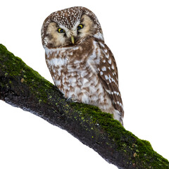 Sticker - Tengmalm's Owl (Aegolius funereus).