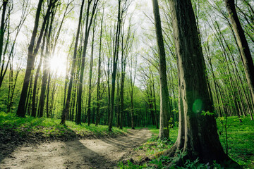 a spring forest trees. nature green wood sunlight backgrounds.