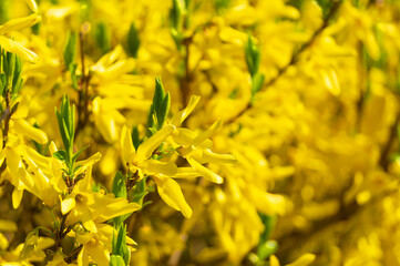 Canvas Print -  Flowering yellow Forsythia. Spring garden