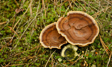 Top View Healing Mushrooms Close Up. Trametes Versicolor Mushroom. Multicolored Circles On Mushroom Head. Polypore Mushroom
