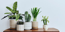 Stylish Composition Of Home Garden Interior Filled A Lot Of Beautiful Plants, Cacti, Succulents, Air Plant In Different Design Pots. Home Gardening Concept Home Jungle. Copy Spcae. Template