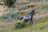 Fototapeta Konie - Wild horses in Theodore Roosevelt NP, North Dakota