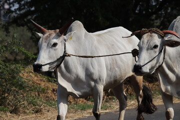 two bulls are running on the road