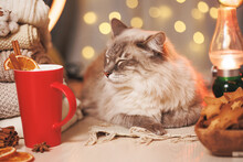 Winter Cozy And Cat. Hot Winter Drink In Warmth And Comfort Of Home With Pet.