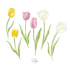 Wall Mural - Tulips spring Easter flower botanical hand drawn vector illustration set isolated on white. Vintage romantic cottage garden florals curiosity cabinet aesthetic print.