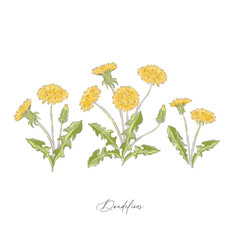 Wall Mural - Dandelions spring wildflower botanical hand drawn vector illustration set isolated on white. Vintage romantic cottage garden florals curiosity cabinet aesthetic print.