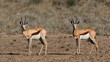 Side view of two standing springbok in the Kgalagadi Transfrontier Park in South Africa