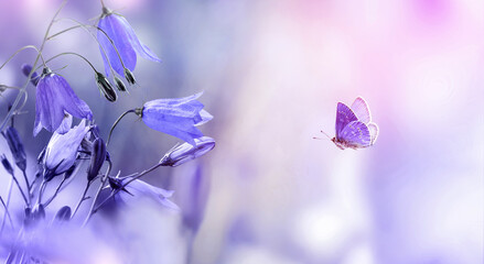 Wall Mural - flying butterfly with purple bellflowers spring background