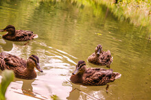 Ducks Swimming In The Lake